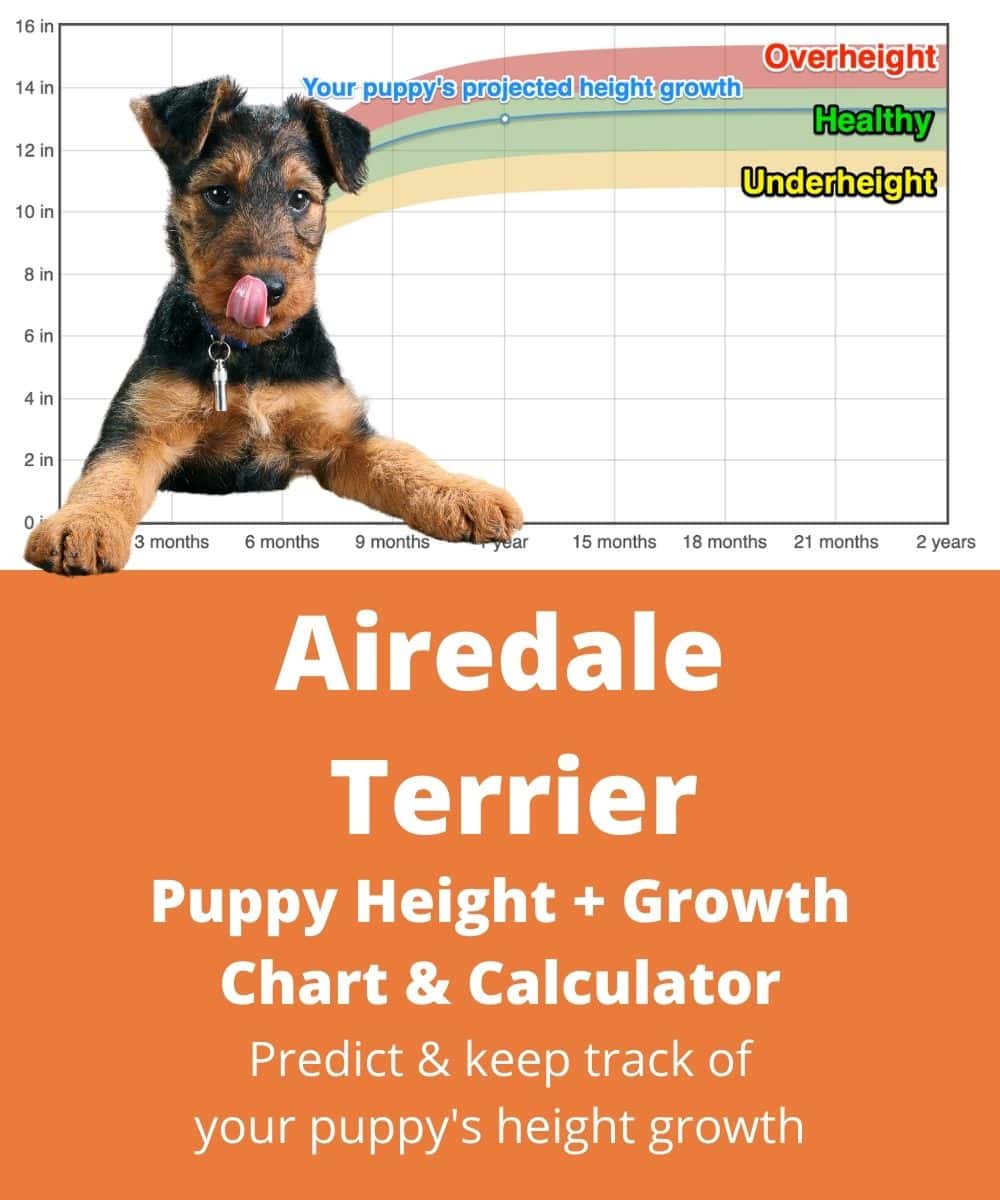 waterside-terrier Puppy height Growth Chart waterside-terrier Puppy height Growth Chart